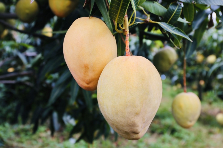 荒山绿了芒果甜了  华坪每天30辆载满芒果的挂车开往全国各地 (2).jpg