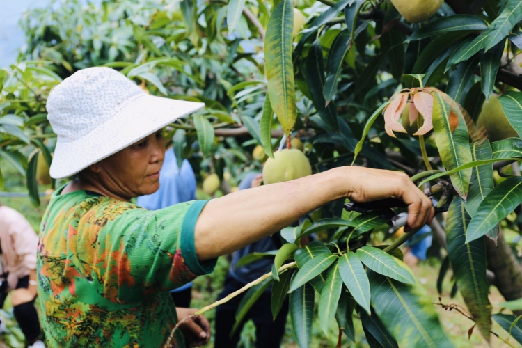 荒山绿了芒果甜了  华坪每天30辆载满芒果的挂车开往全国各地 (4).jpg