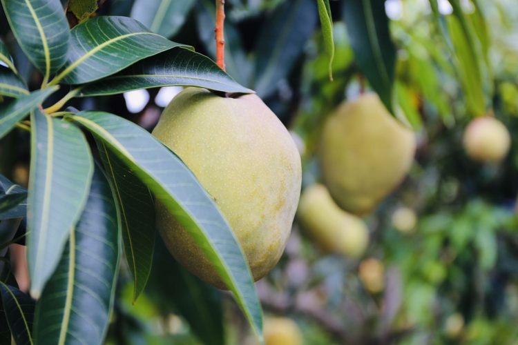 荒山绿了芒果甜了  华坪每天30辆载满芒果的挂车开往全国各地 (5).jpg
