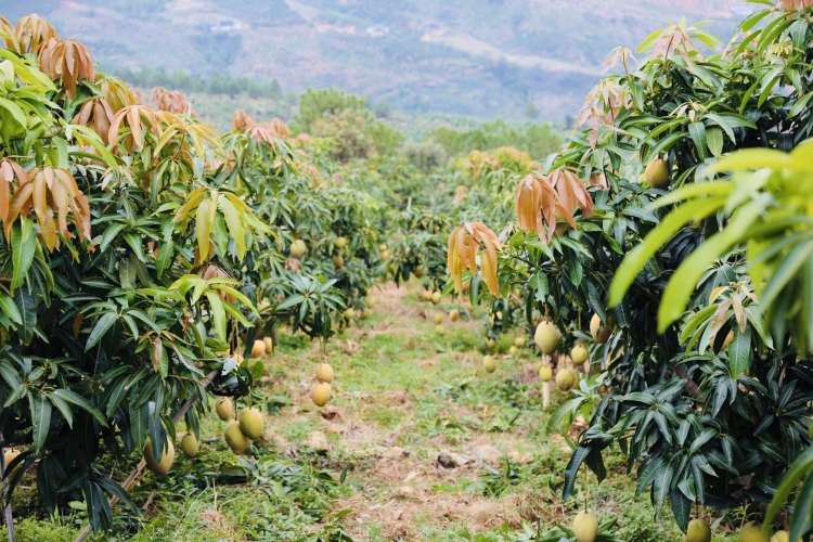 荒山绿了芒果甜了  华坪每天30辆载满芒果的挂车开往全国各地 (6).jpg