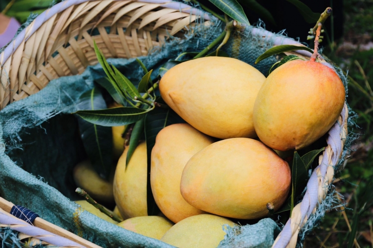 荒山绿了芒果甜了  华坪每天30辆载满芒果的挂车开往全国各地 (7).jpg