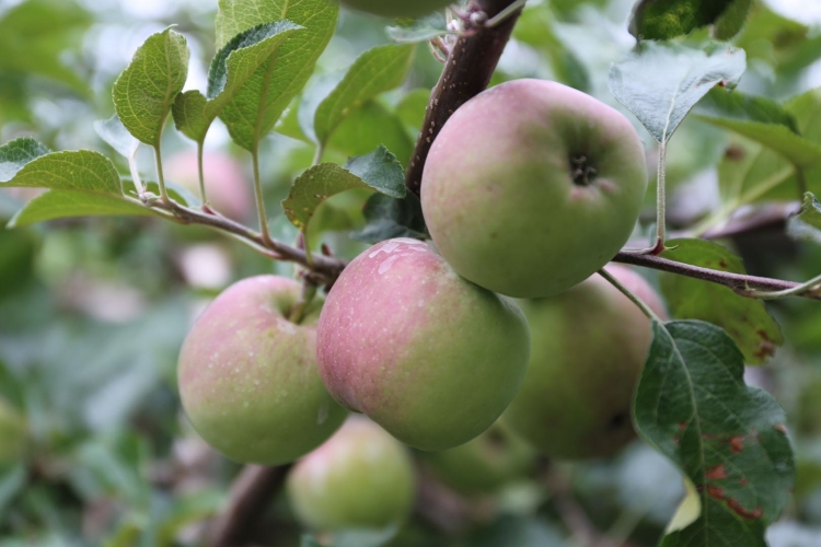 最美的就在身边，华坪腊姑河乡村游  出发！ (1).jpg