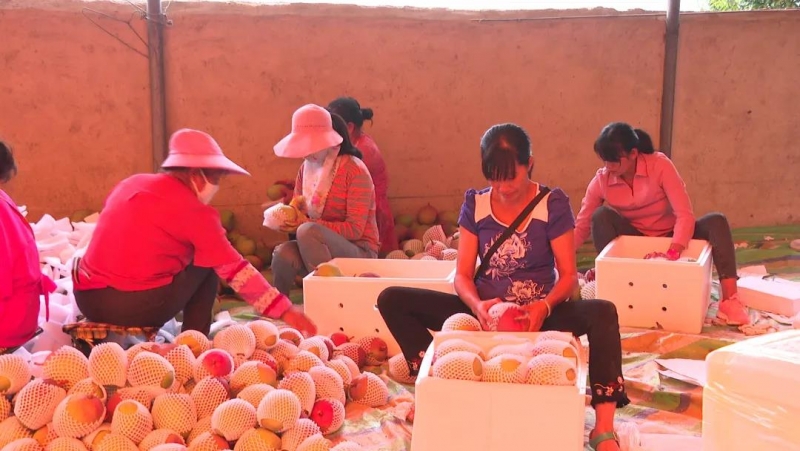 华坪优质晚熟芒果逐渐上市，芒果产量比去年同期增长了20% (4).jpg