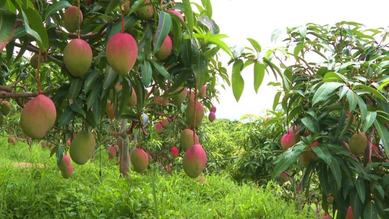 华坪优质晚熟芒果逐渐上市，芒果产量比去年同期增长了20% (3).jpg