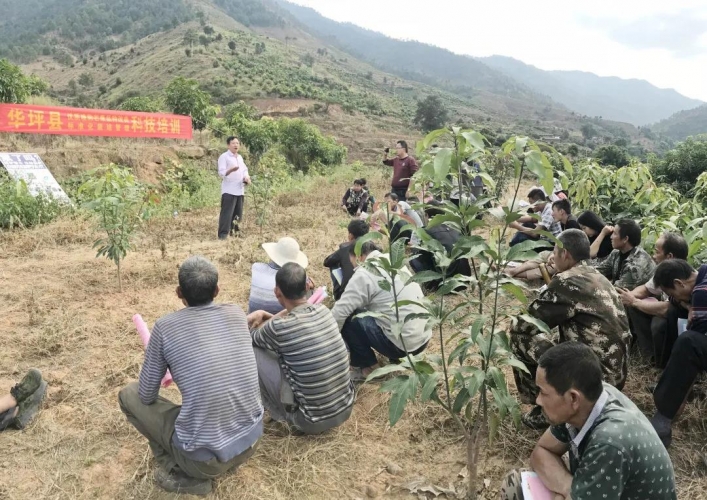 华坪芒果“雄起”的秘密？嘘，我只悄悄告诉你 (3).jpg