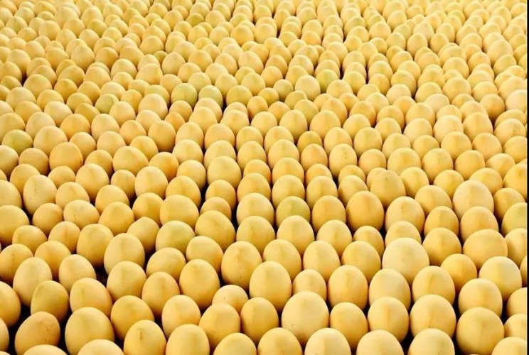 华坪芒果“雄起”的秘密？嘘，我只悄悄告诉你 (1).jpg