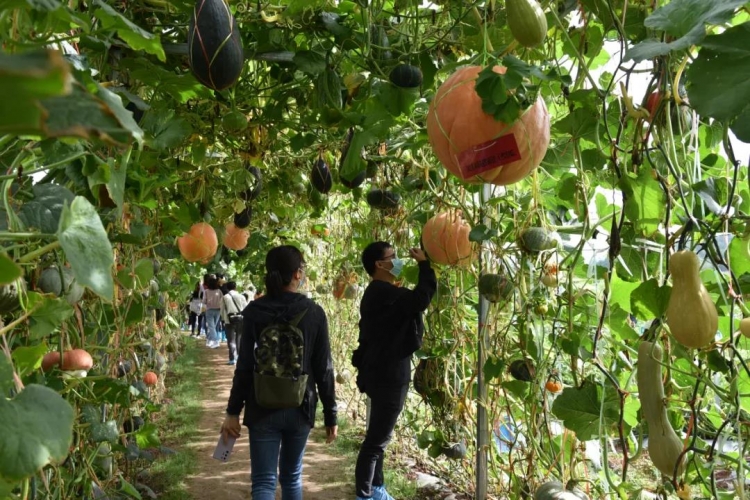 好多奇特果蔬！丽江市农业博览园今天开园啦3.jpg