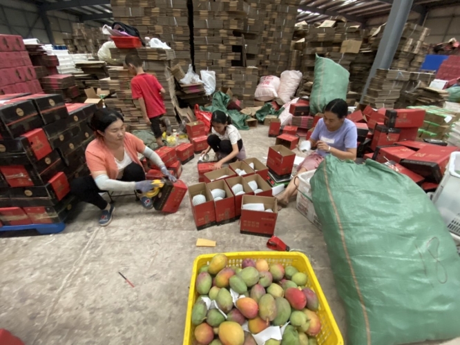 种芒果发家致富年产值40万元 网络直播一天卖出五万多件6.JPG