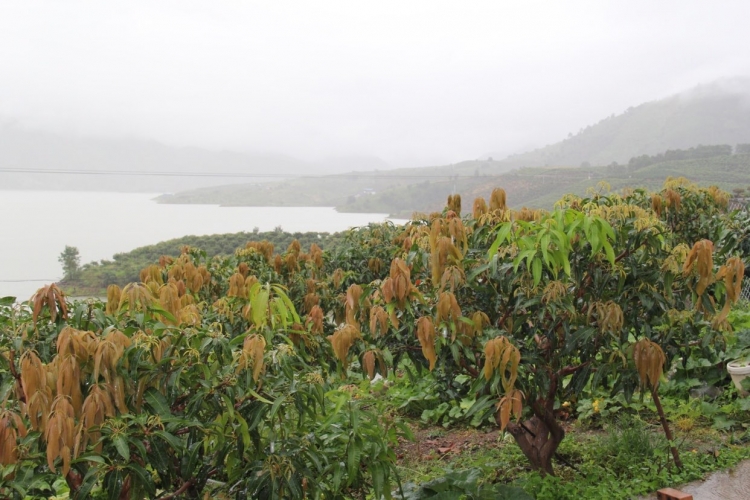 石龙坝，华坪芒果产业半壁江山 有机芒果让食者有安全种者有良田9.JPG
