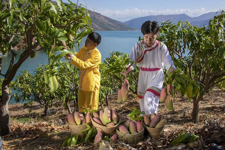 积极开展国家生态文明建设示范县申报 绿色经济是华坪核心竞争力6.jpeg
