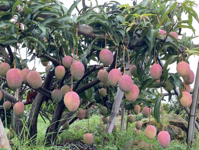 华坪两个芒果数字交易平台正式上线 最好吃的是桂七1.JPG