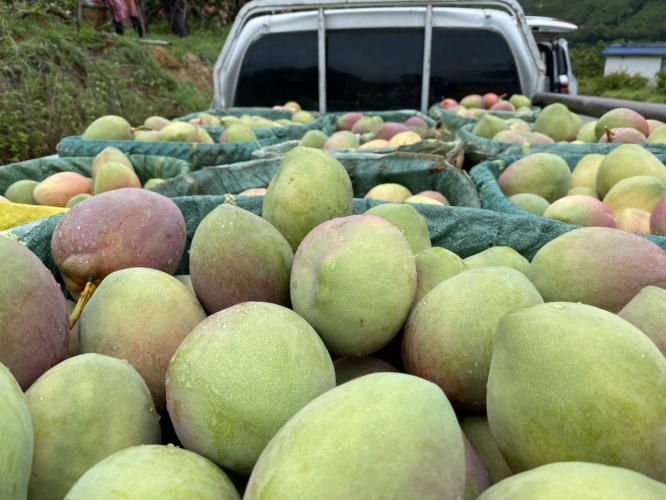华坪两个芒果数字交易平台正式上线 最好吃的是桂七2.JPG