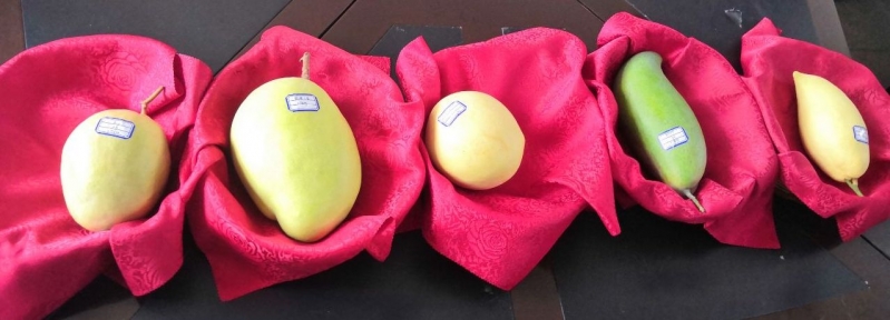 华坪五个芒果王闪亮登场 最重的凯特近两斤4.jpg