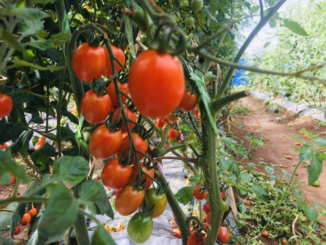 现代农业大观园：丽江的土地上竟能长出300多斤的南瓜？ (3).jpg