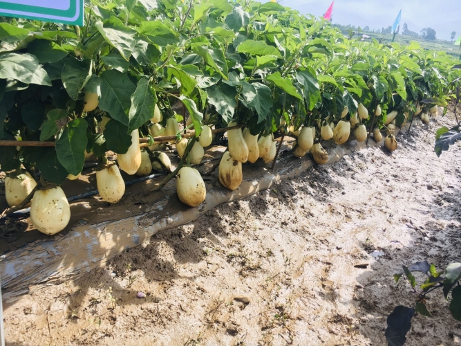 现代农业大观园：丽江的土地上竟能长出300多斤的南瓜？ (2).jpg