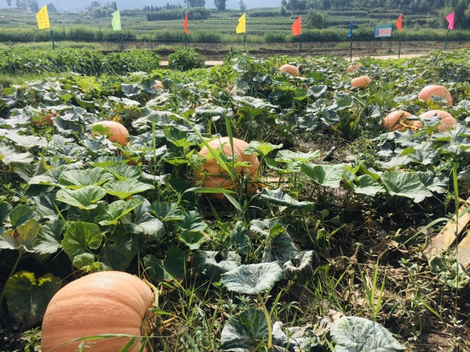 现代农业大观园：丽江的土地上竟能长出300多斤的南瓜？ (4).jpg