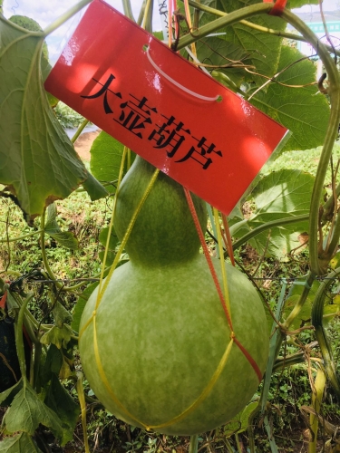 现代农业大观园：丽江的土地上竟能长出300多斤的南瓜？ (5).jpg