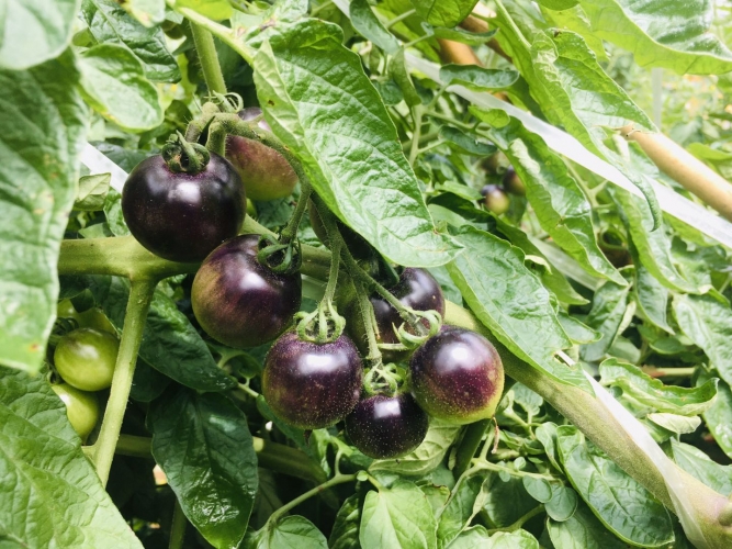 现代农业大观园：丽江的土地上竟能长出300多斤的南瓜？ (1).jpg