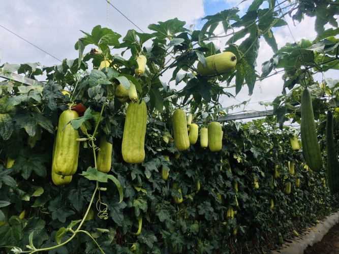 现代农业大观园：丽江的土地上竟能长出300多斤的南瓜？ (9).jpg