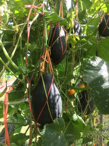 现代农业大观园：丽江的土地上竟能长出300多斤的南瓜？ (8).jpg