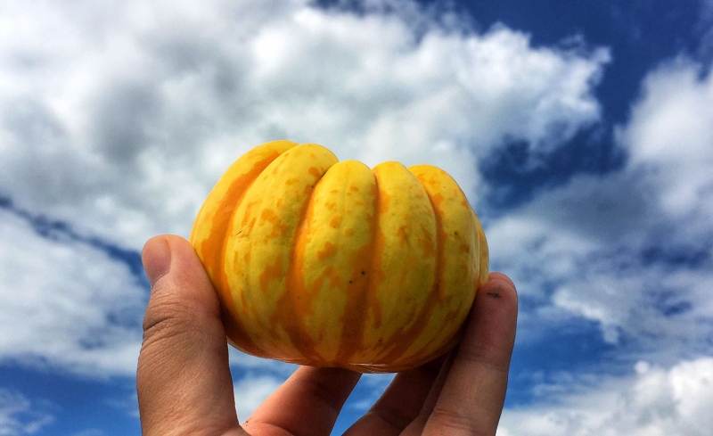 现代农业大观园：丽江的土地上竟能长出300多斤的南瓜？ (6).jpg