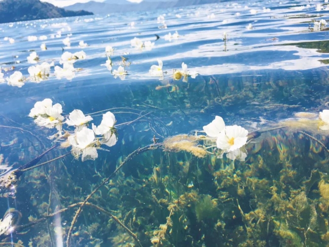 看一看泸沽湖的蓝天和碧海，你就会融化在阳光里 (1).jpg