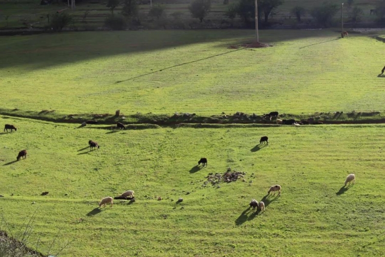 我中了泸沽湖的毒！但我不愿服下解药，因为那抹绿，是重生 (8).jpg