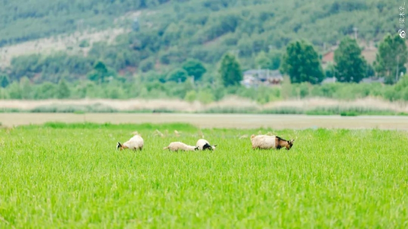 去泸沽湖，找寻心中的诗与远方 (1).jpg