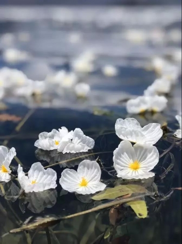 去泸沽湖，找寻心中的诗与远方 (5).jpg