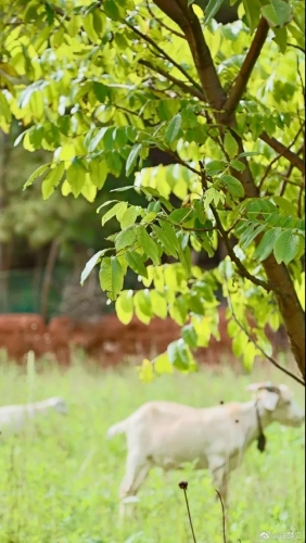 去泸沽湖，找寻心中的诗与远方 (10).jpg