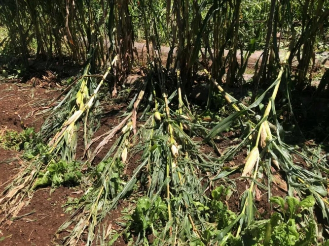 昨晚丽江这几个村突遭冰雹袭击 造成部分作物受灾严重3.jpg