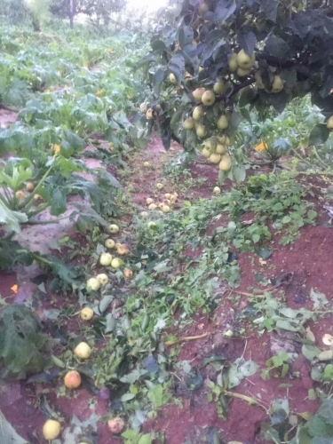 昨晚丽江这几个村突遭冰雹袭击 造成部分作物受灾严重7.jpg