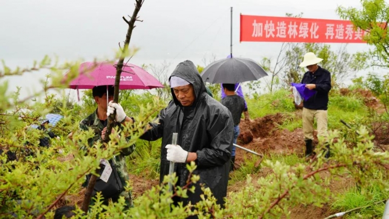 千名干部义务植树近千株，程海湖畔再添新绿3.jpg