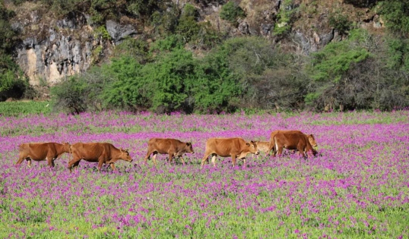 泸沽湖的后花园木底箐：一个缀于山水间而又不失烟火气的圣地！ (1).jpg