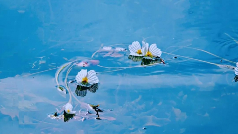 山青水绿，微波荡漾.... (3).jpg