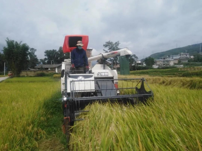 永胜三川镇万亩水稻喜获大丰收.jpg