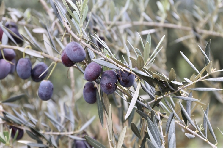 万亩油橄榄“榨”出金沙江畔的“金山银山”8.JPG