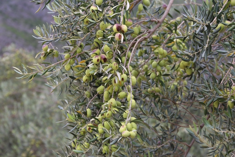 万亩油橄榄“榨”出金沙江畔的“金山银山”9.JPG