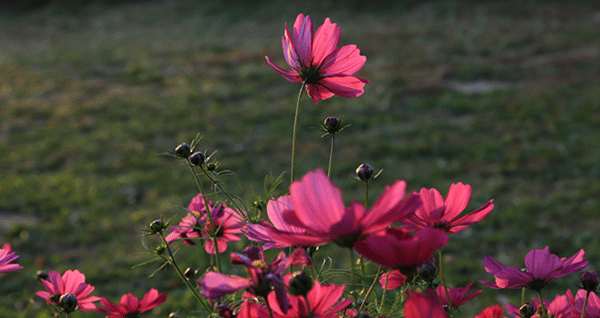 你知道吗？泸沽湖的美，不分昼夜 (1).gif