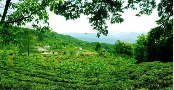 华坪县“中国天然氧吧”通过初审 (7).jpg