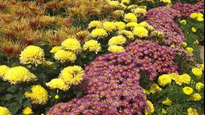 菊花正怒放 县城景更美3.jpg