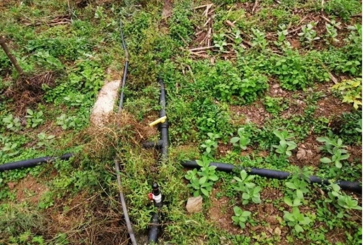 金安镇：立足优势抓产业 引领群众奔富路，全镇95户建档立卡户实现脱贫 (1).jpg