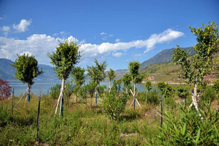 湖滨生态修复见实效，“美丽程海”再现 (1).jpg