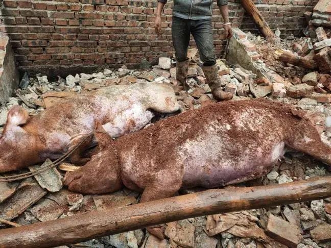 房屋倒塌、家畜死亡……村民上报了没人理会？ (9).jpg