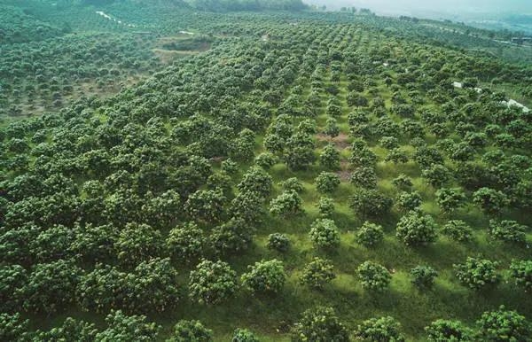 华坪：推进产城融合 打造美丽宜居县城、让“芒果之城”焕发勃勃生机 (3).jpg