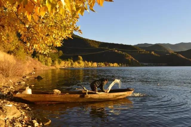 这个秋天，最美泸沽湖那一抹黄色！ (2).jpg
