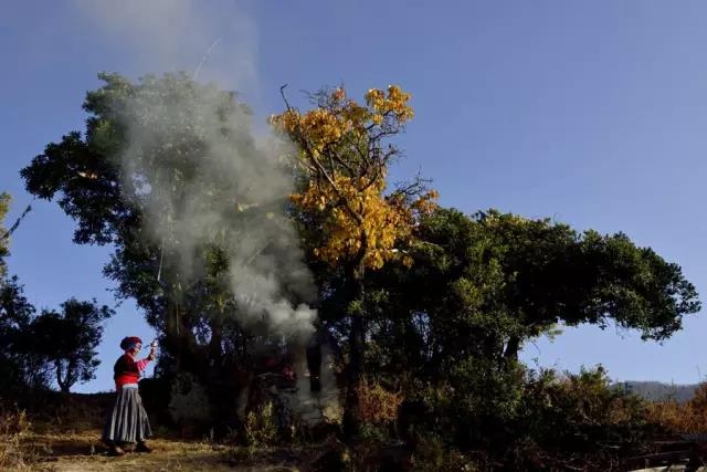 这个秋天，最美泸沽湖那一抹黄色！ (3).jpg