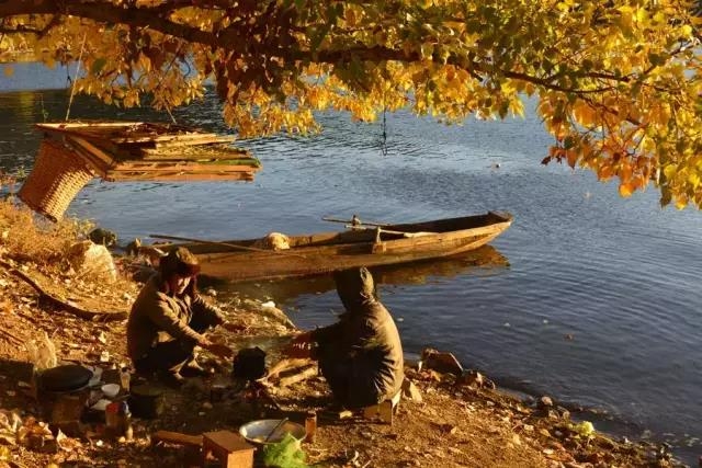 这个秋天，最美泸沽湖那一抹黄色！ (1).jpg