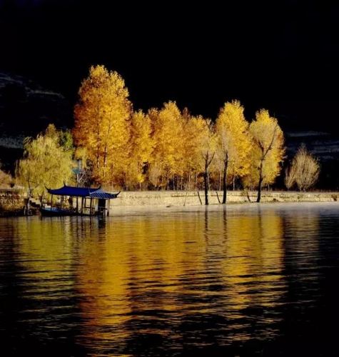 这个秋天，最美泸沽湖那一抹黄色！ (8).jpg