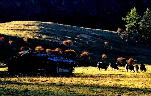这个秋天，最美泸沽湖那一抹黄色！ (12).jpg